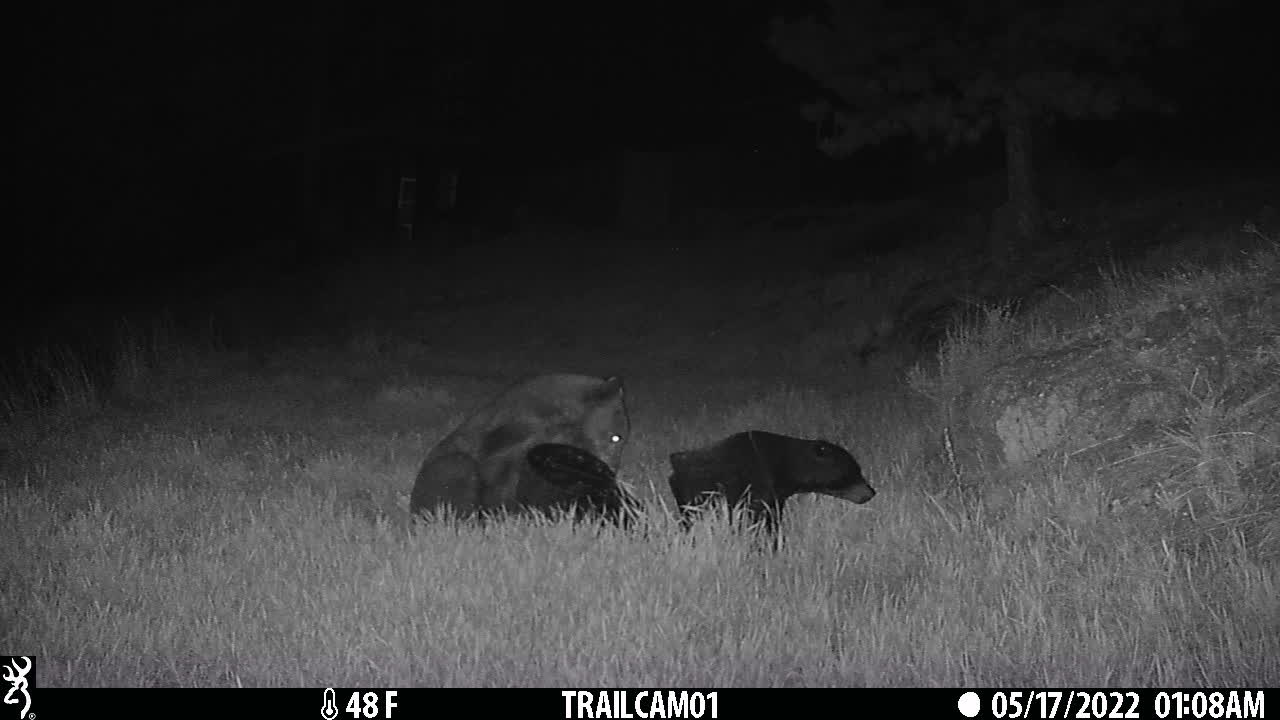 Black Bear Pulls Apart Archery Target