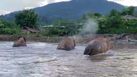 Four Rescued Elephants Have a Great Time in River - ElephantNews