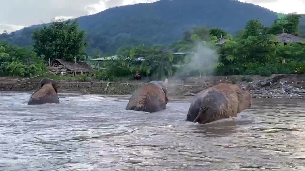 Four Rescued Elephants Have a Great Time in River - ElephantNews