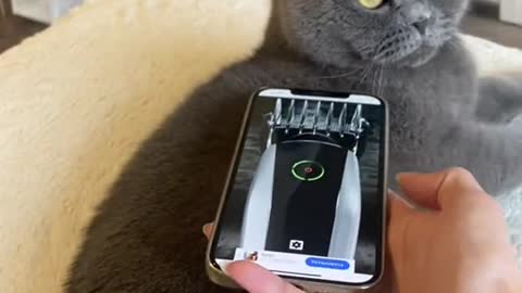 Cute cat try to not laugh 😅😅