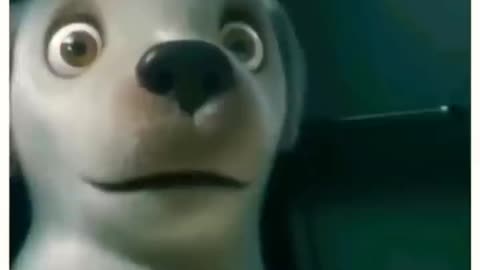 Assistance dog