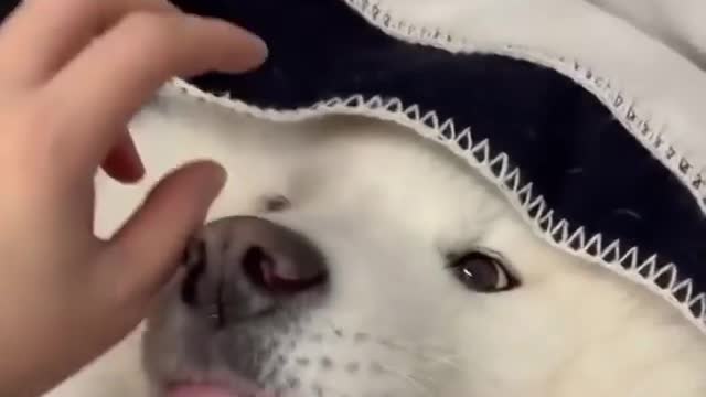 This dog so cute see this video to end 😊😊💗