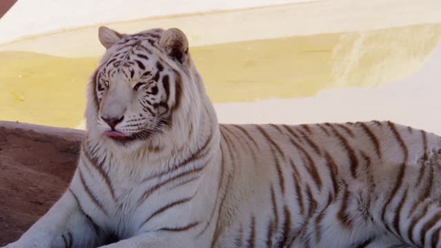 White tiger