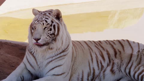 White tiger