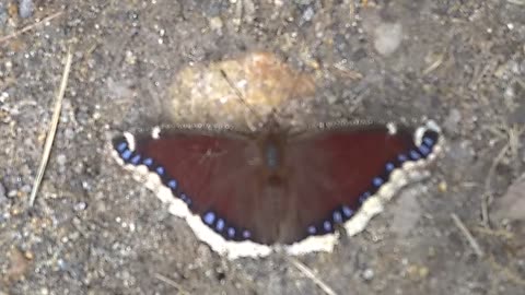 Mourning Cloak