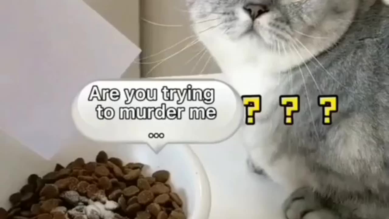 Funny cat