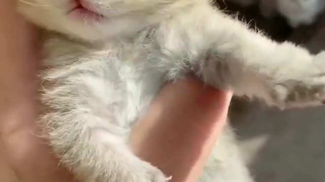 Funny cat | must watch