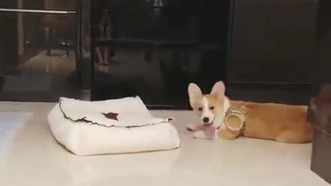 The corgi's new bed