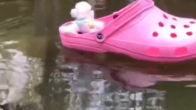 Cute and Funny Cat and Dog Video Compilation #shorts #226