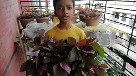 Gardening at Balcony