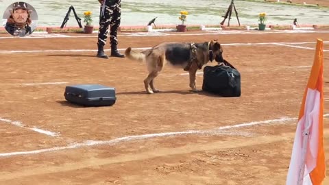 Indian dog TRENING