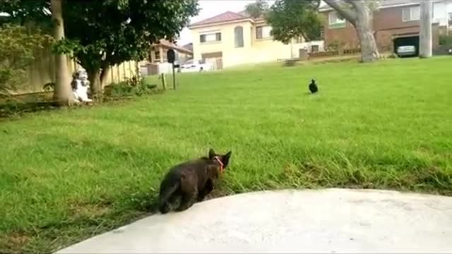 Cat Imitates Bird Sounds to Trick Magpie