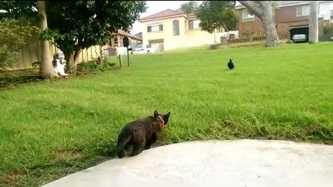 Cat Imitates Bird Sounds to Trick Magpie