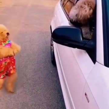 Funny Dog Videos 2023 #shorts