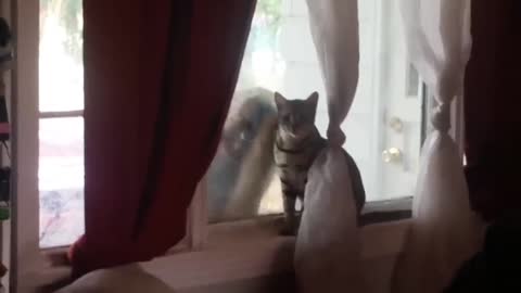 FUNNY ANIMALS FAILS 🤣🤣 WILL MADE YOUR DAY 💕💕 PART-11