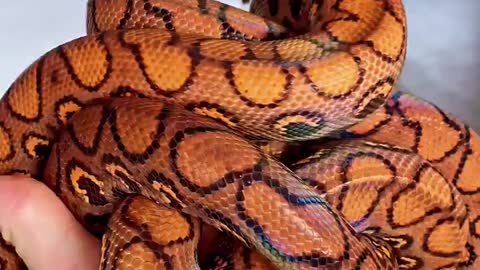 🐍Rainbow Boas 📹