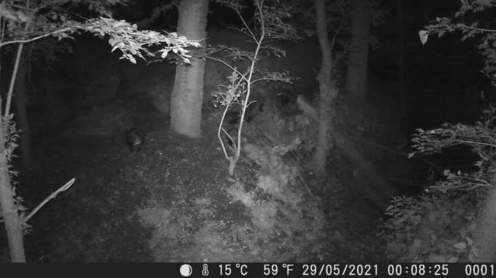 New family, five cubs sow and boar!