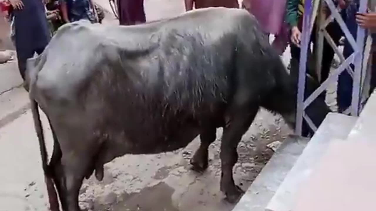 Buffalo in very bad condition