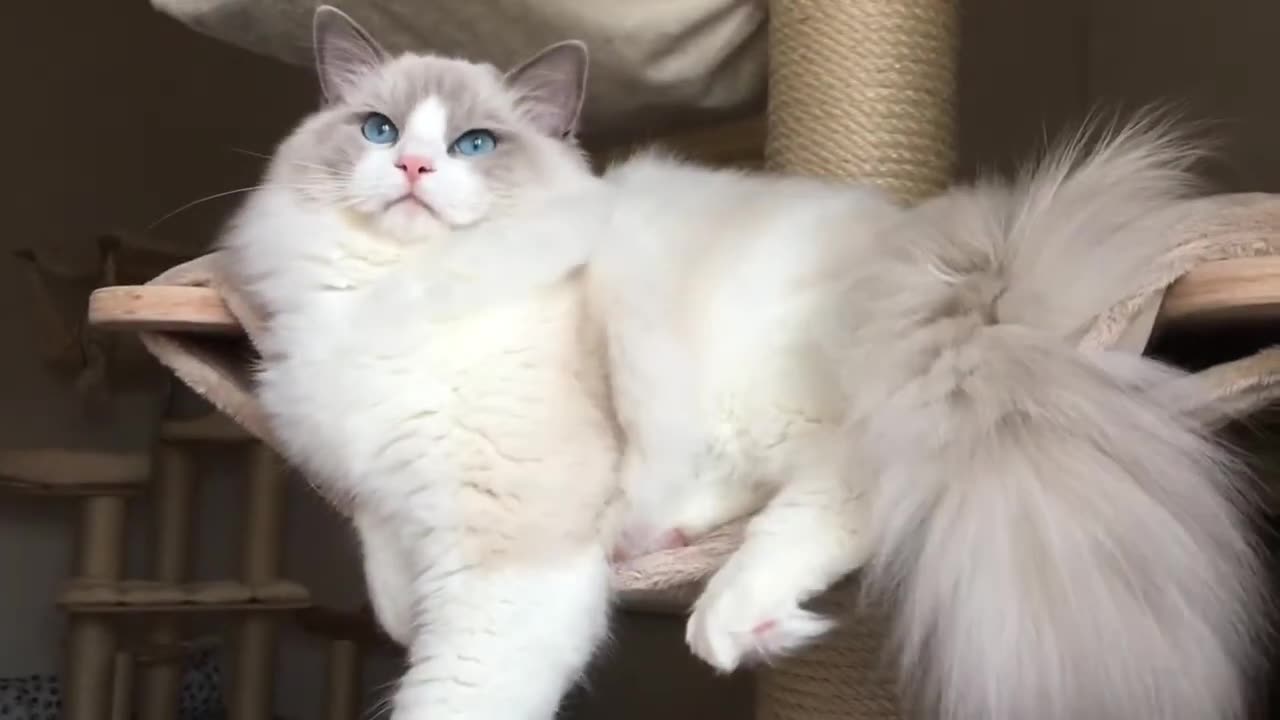 Ragdoll Blue bicolour