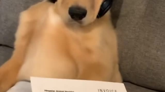 looks like this dog got a tough job