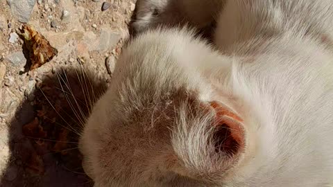 Cat snow est beaut chat