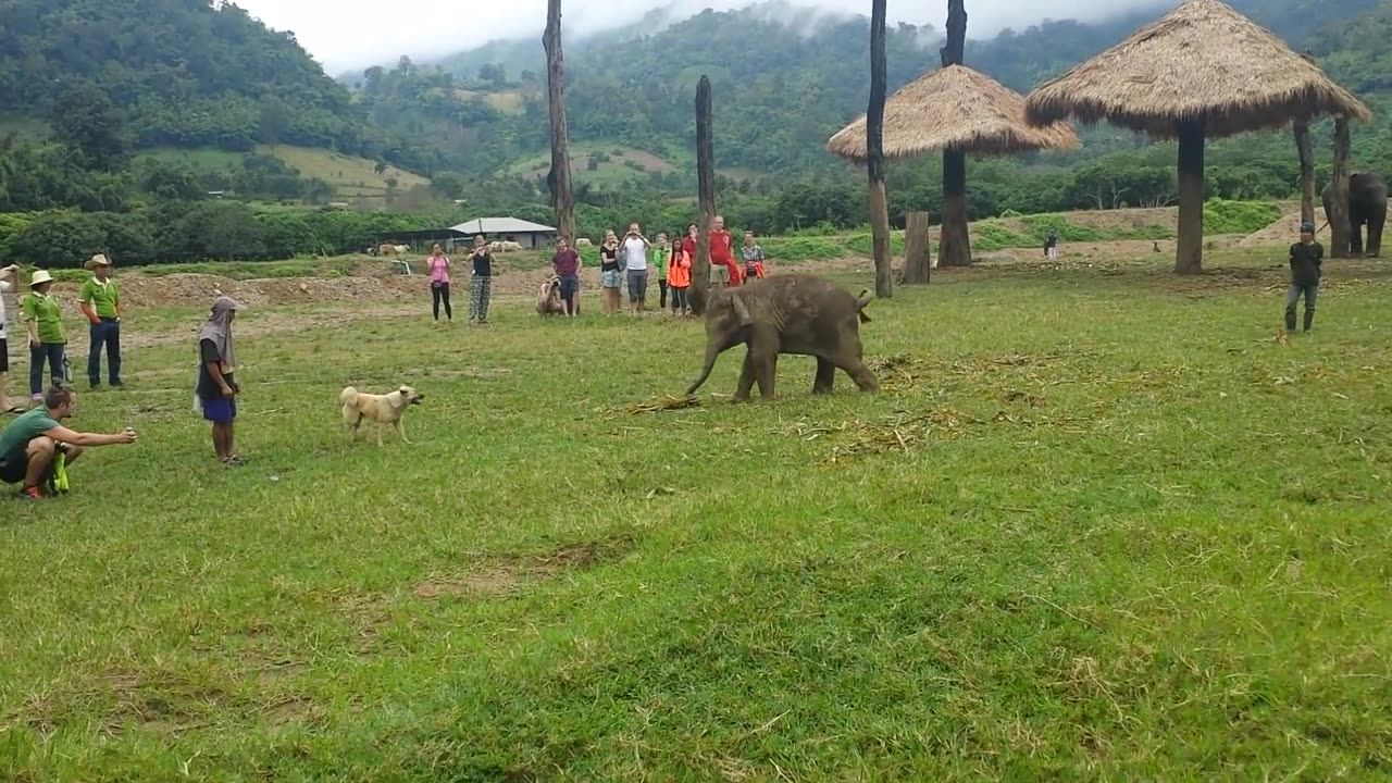 Cute Baby Elephant Gets Frustrated After Chasing A Dog