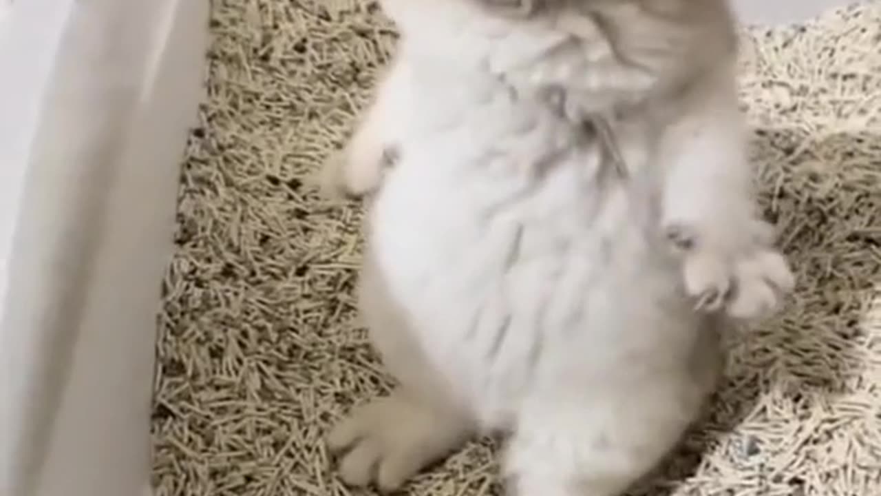 Cute cat