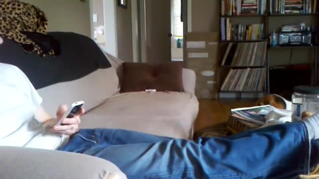 Basset Hound Tantrum