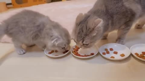 The kitten that freezes when its stomach is tickled is so cute