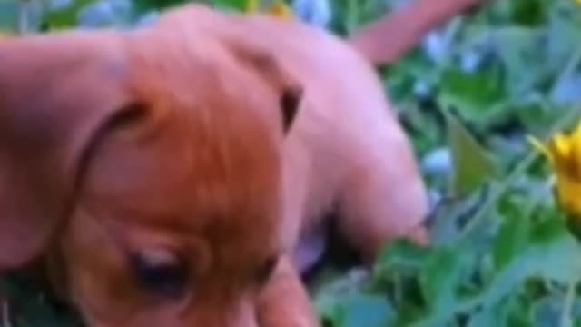 FUNNY DOG 2020 #shorts