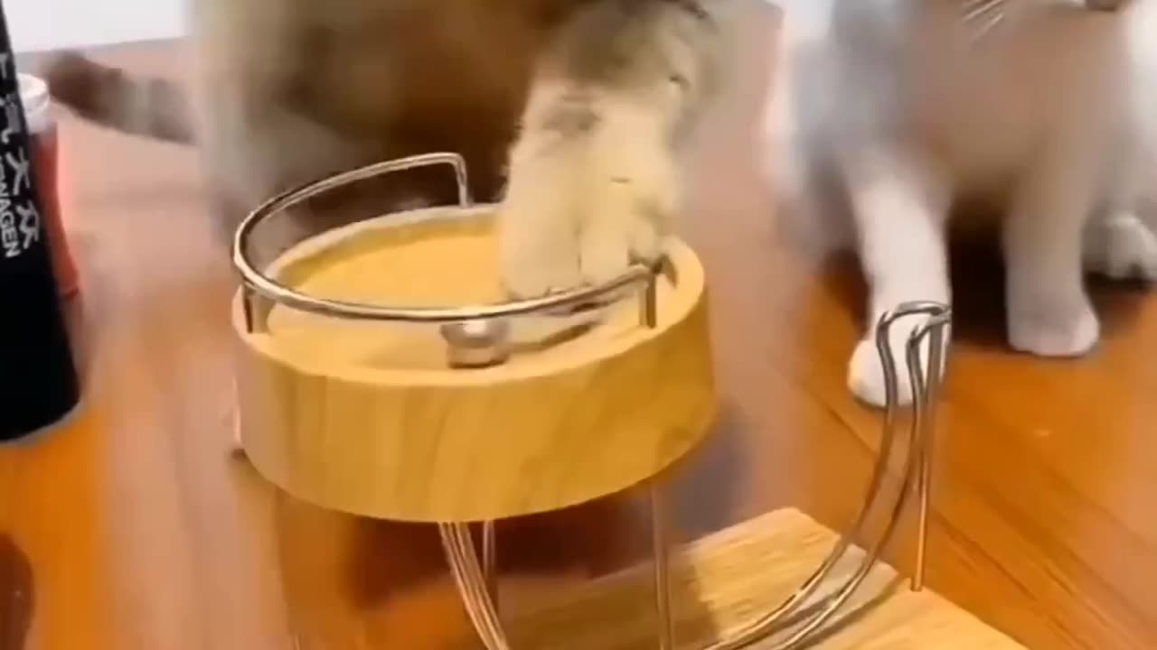 Cute animals