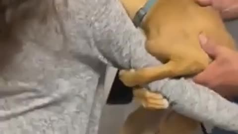 Funny animal,s