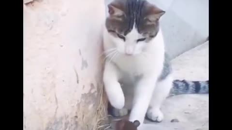 Funny Cats