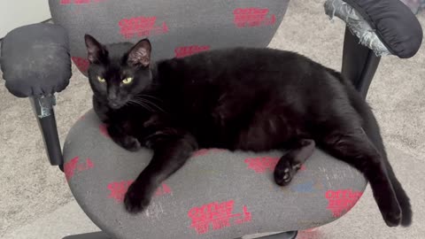Adopting a Cat from a Shelter Vlog - Cute Precious Piper is Eager to Get Back to Work