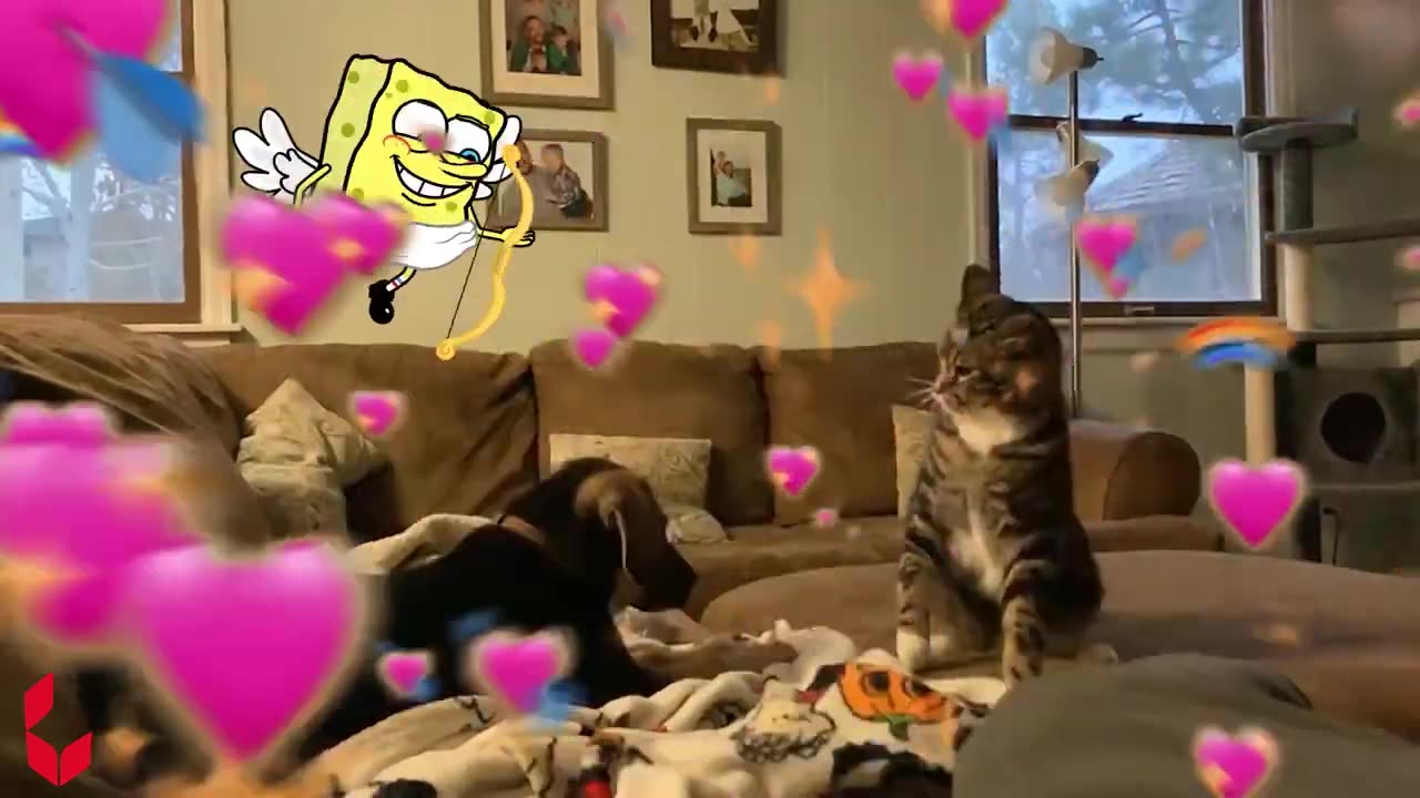 Spongebob vs Cute Cat Funny Animation _ Funniest Cats And Dogs Videos
