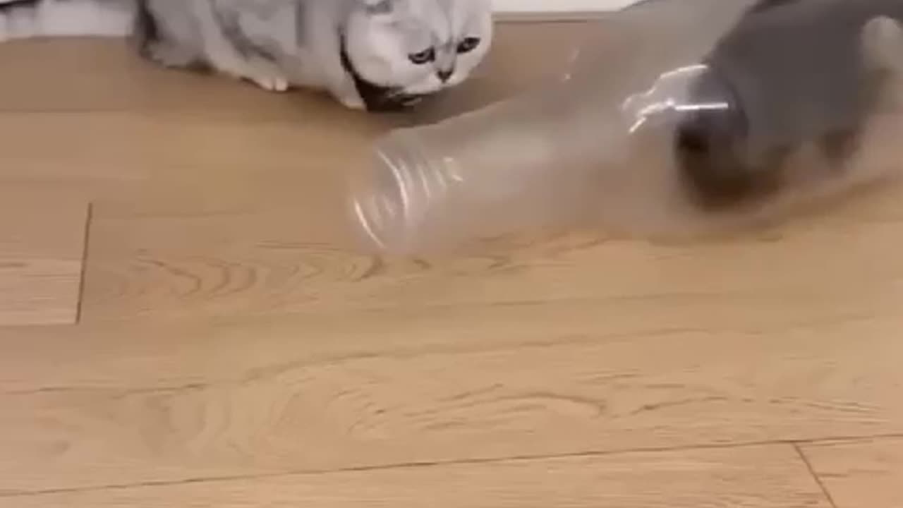 Incredible Encounter: A Cat Inside a Bottle! 🐾