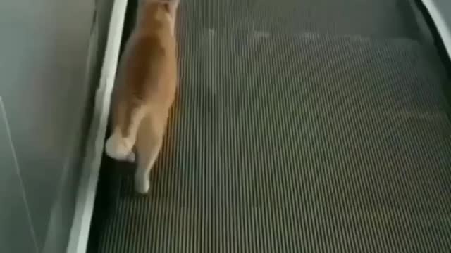 Cat Trying Hard😂