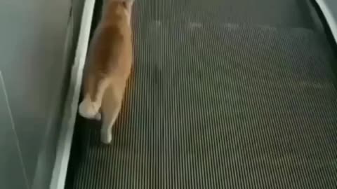 Cat Trying Hard😂