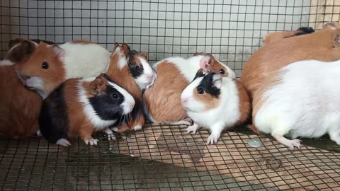 Guinea Pigs