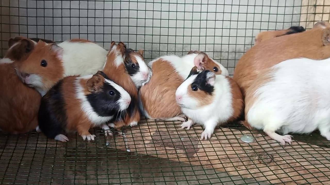 Guinea Pigs