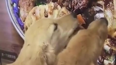 Funny_Animals___Events_with_Animals