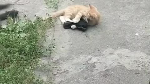 FUNNY CATS vs DOGS 🐱🐶 Best Friends or Enemies? 🐾 New Funniest Animals Videos 2023 😂