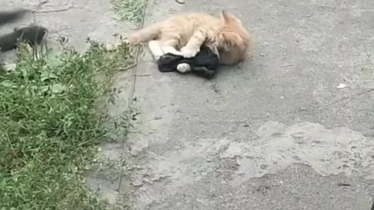FUNNY CATS vs DOGS 🐱🐶 Best Friends or Enemies? 🐾 New Funniest Animals Videos 2023 😂