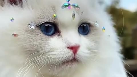 Cute cat