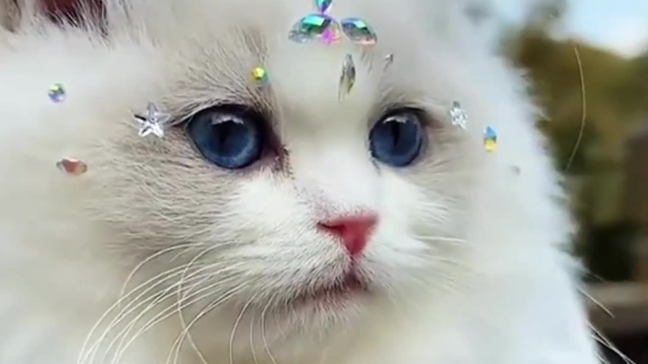 Cute cat