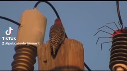 Animal: Bird electrocuted