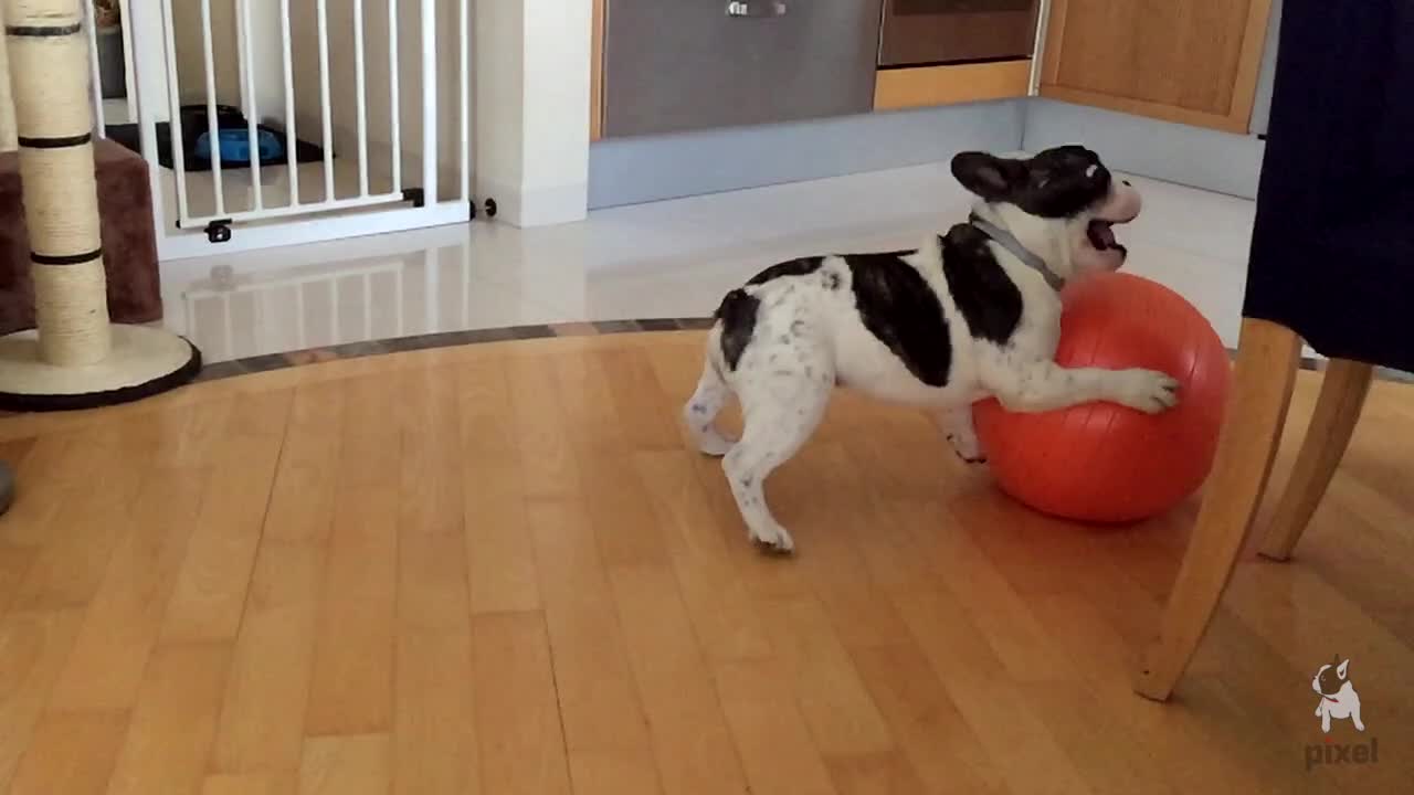 Pixel the French Bulldog in epic slow motion!