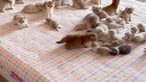 Cute And Funny Cats 😍😍😅😅 #viral #shorts #reels #cat #cats #pets #catsshare