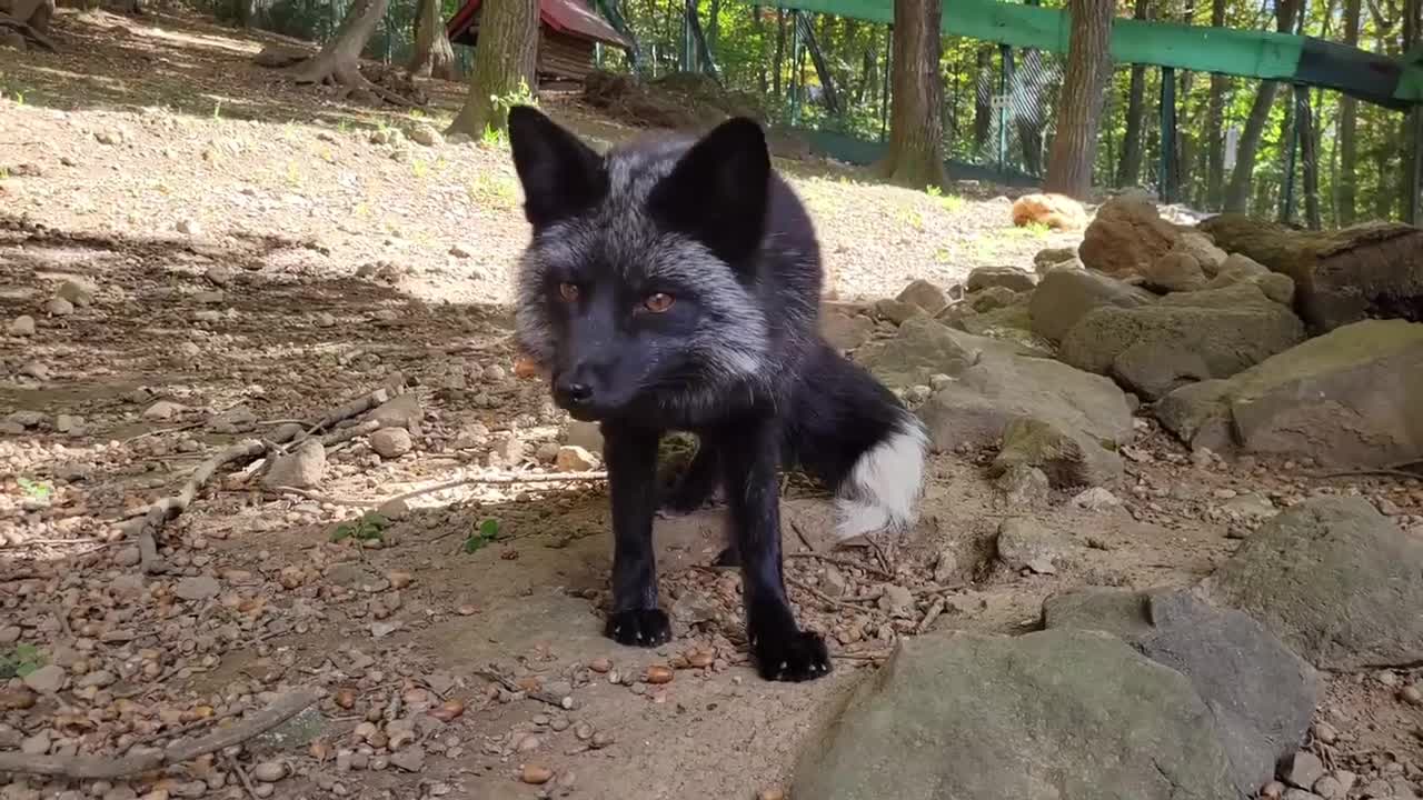 black coyote