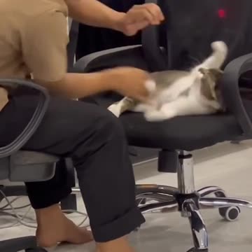 Bully the cat until it sulks